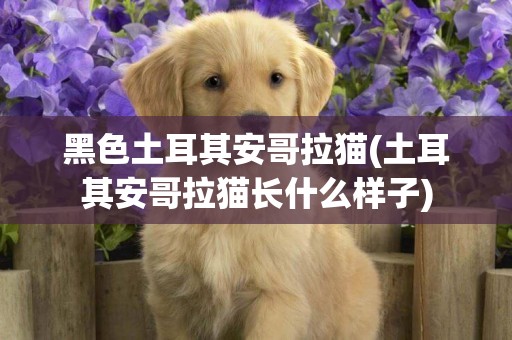 黑色土耳其安哥拉貓(土耳其安哥拉貓長什么樣子)