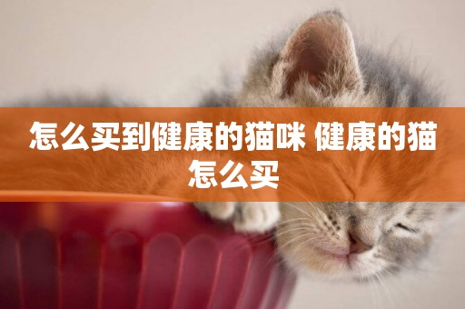 怎么買到健康的貓咪 健康的貓怎么買