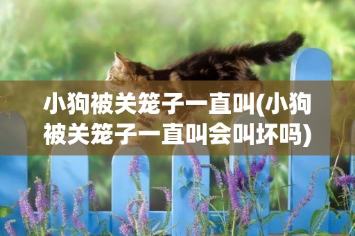 小狗被關籠子一直叫(小狗被關籠子一直叫會叫壞嗎)