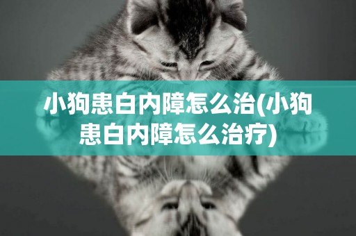 小狗患白內障怎么治(小狗患白內障怎么治療)