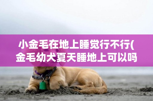 小金毛在地上睡覺行不行(金毛幼犬夏天睡地上可以嗎)