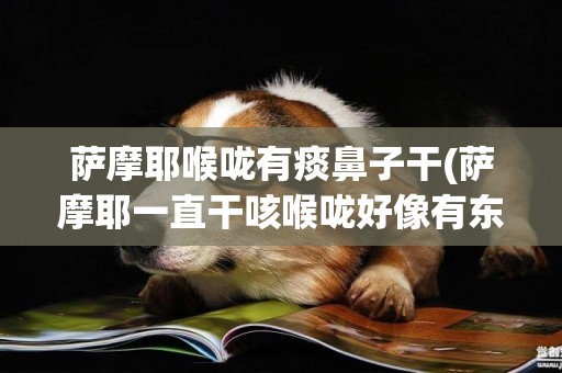 薩摩耶喉嚨有痰鼻子干(薩摩耶一直干咳喉嚨好像有東西)