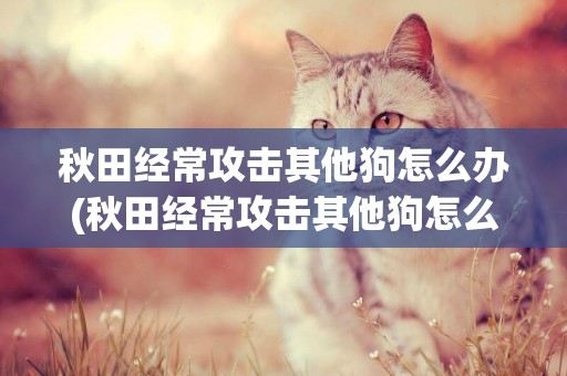 秋田經常攻擊其他狗怎么辦(秋田經常攻擊其他狗怎么辦呢)
