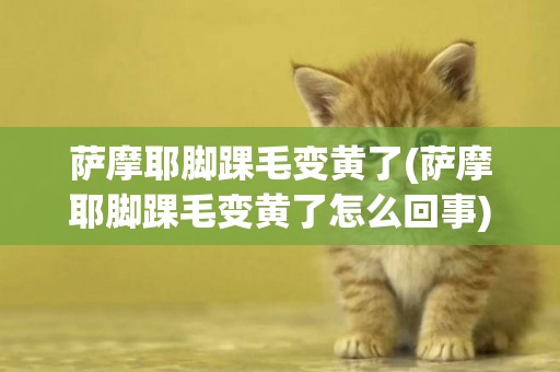 薩摩耶腳踝毛變黃了(薩摩耶腳踝毛變黃了怎么回事)