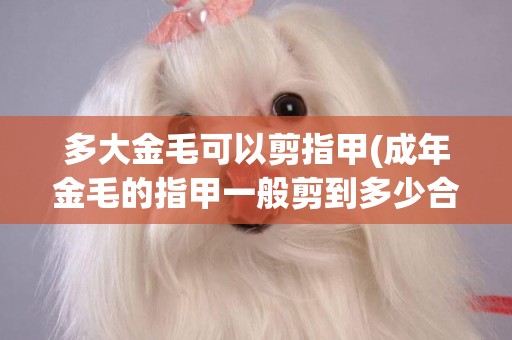 多大金毛可以剪指甲(成年金毛的指甲一般剪到多少合適)
