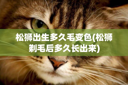 松獅出生多久毛變色(松獅剃毛后多久長出來)
