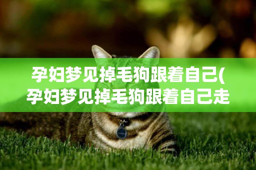 孕婦夢見掉毛狗跟著自己(孕婦夢見掉毛狗跟著自己走)