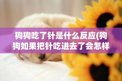 狗狗吃了針是什么反應(狗狗如果把針吃進去了會怎樣)
