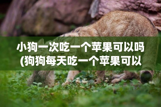 小狗一次吃一個蘋果可以嗎(狗狗每天吃一個蘋果可以嗎?)