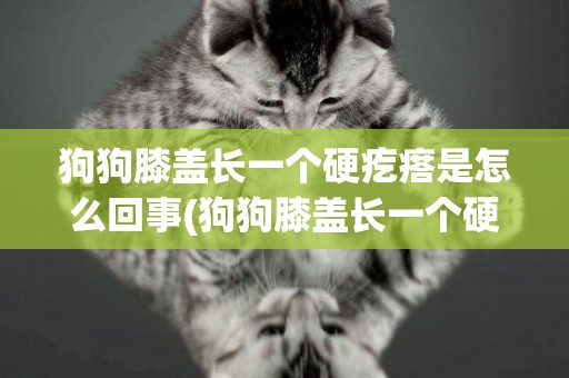 狗狗膝蓋長一個硬疙瘩是怎么回事(狗狗膝蓋長一個硬疙瘩是怎么回事兒)