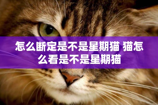 怎么斷定是不是星期貓 貓怎么看是不是星期貓