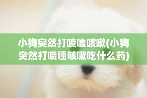 小狗突然打噴嚏咳嗽(小狗突然打噴嚏咳嗽吃什么藥)