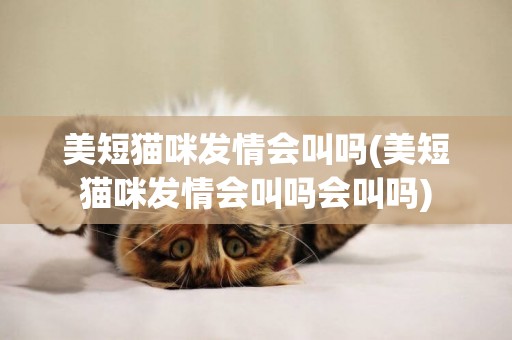美短貓咪發情會叫嗎(美短貓咪發情會叫嗎會叫嗎)
