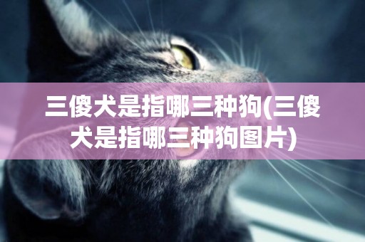 三傻犬是指哪三種狗(三傻犬是指哪三種狗圖片)