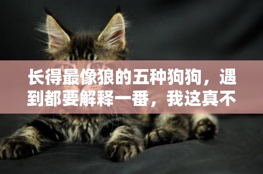 長得最像狼的五種狗狗，遇到都要解釋一番，我這真不是狼 