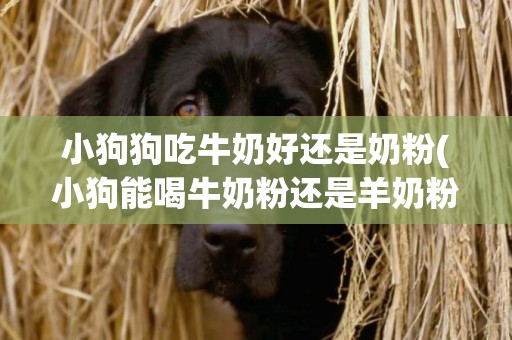 小狗狗吃牛奶好還是奶粉(小狗能喝牛奶粉還是羊奶粉)
