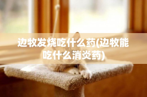 邊牧發燒吃什么藥(邊牧能吃什么消炎藥)