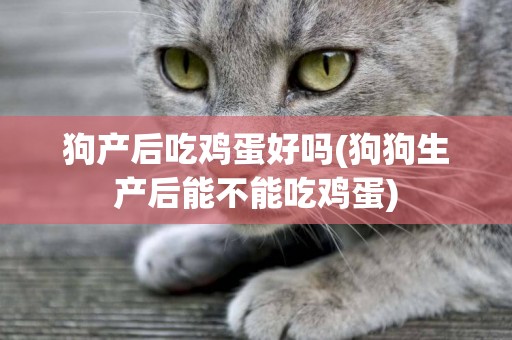 狗產后吃雞蛋好嗎(狗狗生產后能不能吃雞蛋)