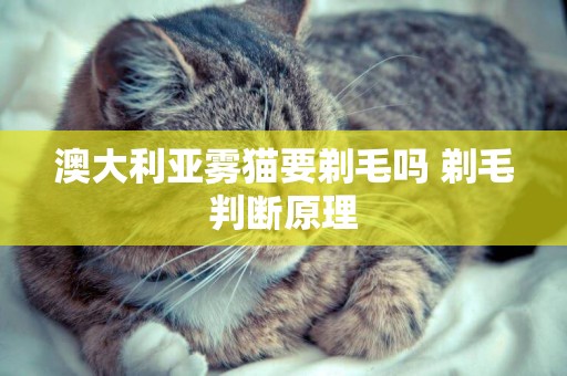澳大利亞霧貓要剃毛嗎 剃毛判斷原理