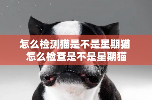 怎么檢測貓是不是星期貓 怎么檢查是不是星期貓