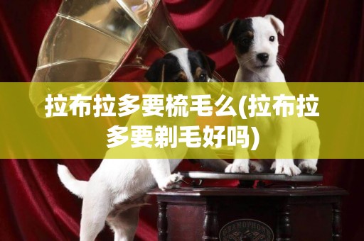 拉布拉多要梳毛么(拉布拉多要剃毛好嗎)