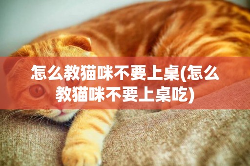 怎么教貓咪不要上桌(怎么教貓咪不要上桌吃)