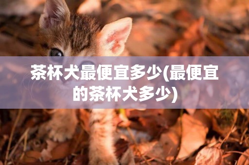 茶杯犬最便宜多少(最便宜的茶杯犬多少)