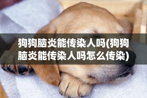 狗狗腦炎能傳染人嗎(狗狗腦炎能傳染人嗎怎么傳染)