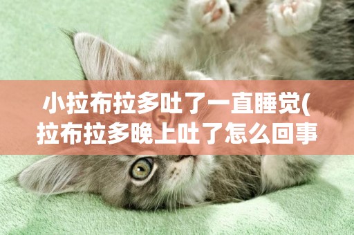 小拉布拉多吐了一直睡覺(拉布拉多晚上吐了怎么回事)