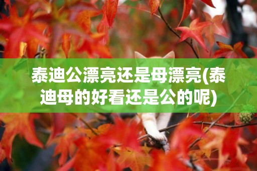 泰迪公漂亮還是母漂亮(泰迪母的好看還是公的呢)