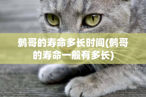 鷯哥的壽命多長時間(鷯哥的壽命一般有多長)