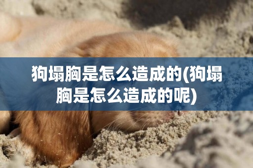 狗塌胸是怎么造成的(狗塌胸是怎么造成的呢)