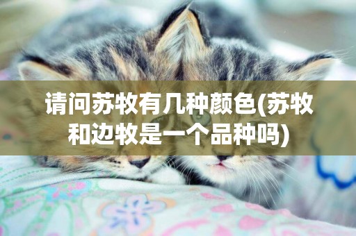 請問蘇牧有幾種顏色(蘇牧和邊牧是一個品種嗎)