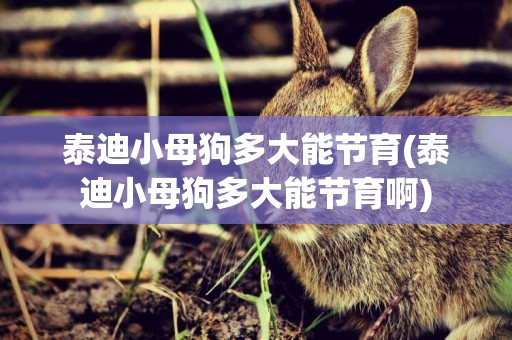 泰迪小母狗多大能節育(泰迪小母狗多大能節育啊)