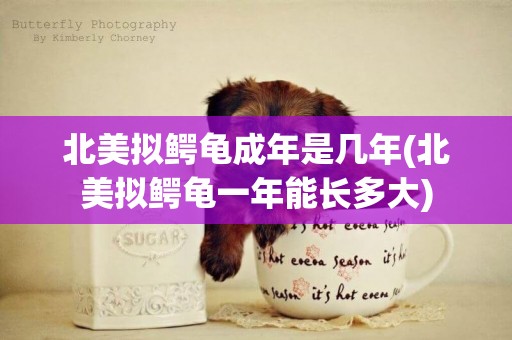 北美擬鱷龜成年是幾年(北美擬鱷龜一年能長多大)