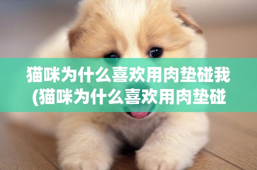 貓咪為什么喜歡用肉墊碰我(貓咪為什么喜歡用肉墊碰我腿)