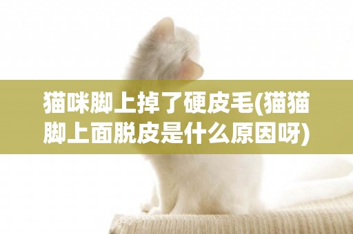 貓咪腳上掉了硬皮毛(貓貓腳上面脫皮是什么原因呀)
