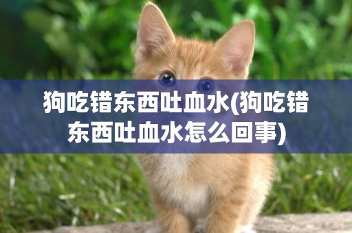 狗吃錯東西吐血水(狗吃錯東西吐血水怎么回事)