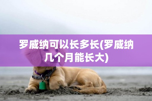 羅威納可以長多長(羅威納幾個月能長大)