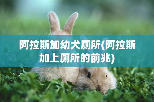 阿拉斯加幼犬廁所(阿拉斯加上廁所的前兆)
