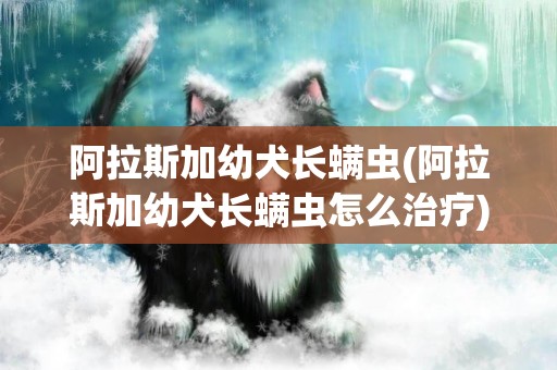 阿拉斯加幼犬長螨蟲(阿拉斯加幼犬長螨蟲怎么治療)