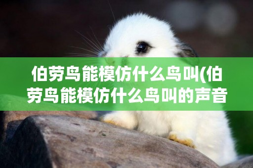 伯勞鳥能模仿什么鳥叫(伯勞鳥能模仿什么鳥叫的聲音)