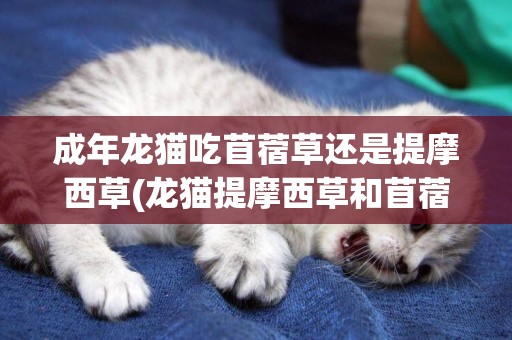 成年龍貓吃苜蓿草還是提摩西草(龍貓提摩西草和苜蓿草可以一起喂嗎)
