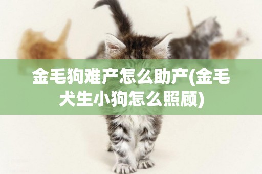 金毛狗難產怎么助產(金毛犬生小狗怎么照顧)