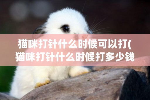 貓咪打針什么時候可以打(貓咪打針什么時候打多少錢)