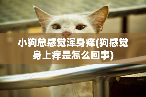 小狗總感覺渾身癢(狗感覺身上癢是怎么回事)