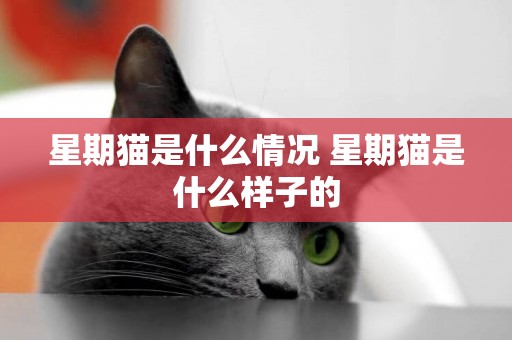 星期貓是什么情況 星期貓是什么樣子的