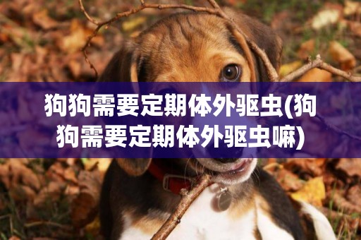 狗狗需要定期體外驅蟲(狗狗需要定期體外驅蟲嘛)