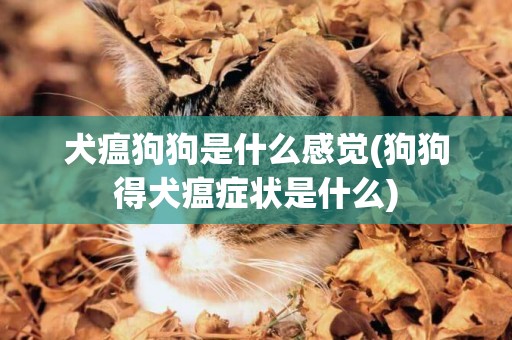 犬瘟狗狗是什么感覺(狗狗得犬瘟癥狀是什么)