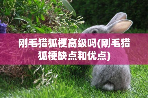 剛毛獵狐梗高級嗎(剛毛獵狐梗缺點和優點)